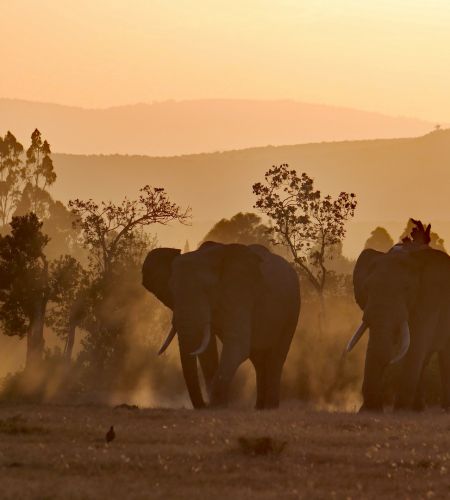 Elefanten im Nyerere Nationalpark