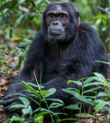 Schimpanse im Mahala Mountains Nationalpark ( Foto : Thorsten Hanewald )