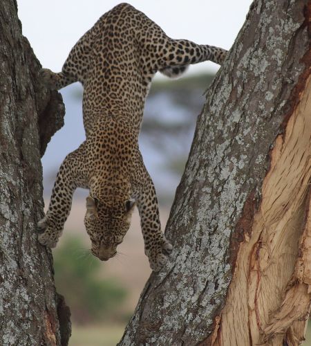 Leopard im Queen Elisabeth Nationalpark ( Foto: Christian Prenner )