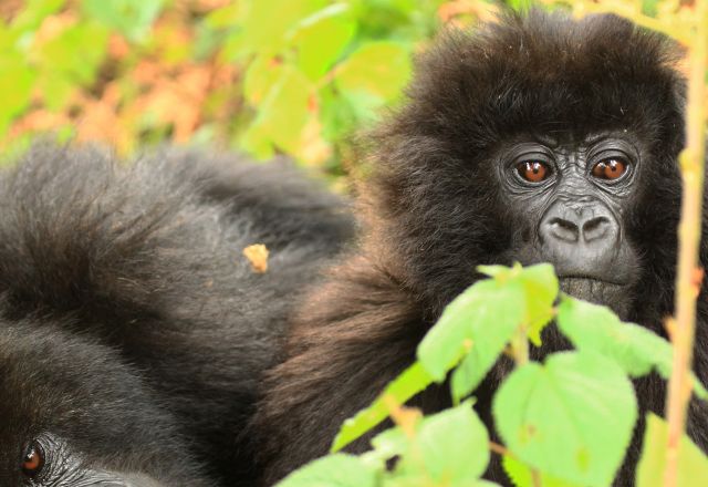 Gorillas im Nebel