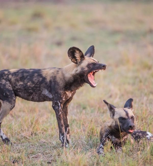 Abenteuer südliches Tansania
