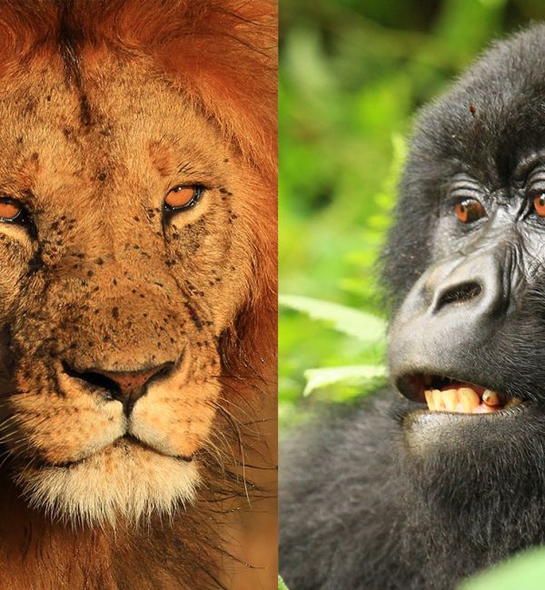 Gorillas und die Gnuwanderung in der Masai Mara