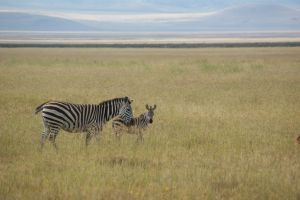 Zebras