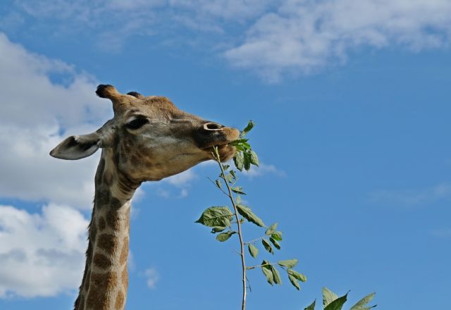 Simbabwe Ultimate Safari