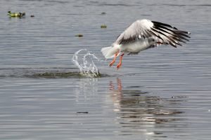 Lake Naivasha Vogel
