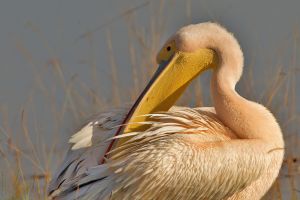Pelikan