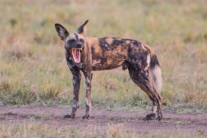 Wildhund