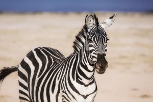 Zebra im Amboseli