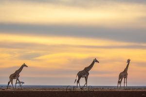 Giraffen im Amboseli