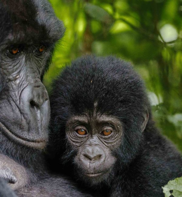 Berggorilla in Uganda
