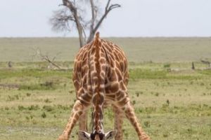 Giraffe Serengeti