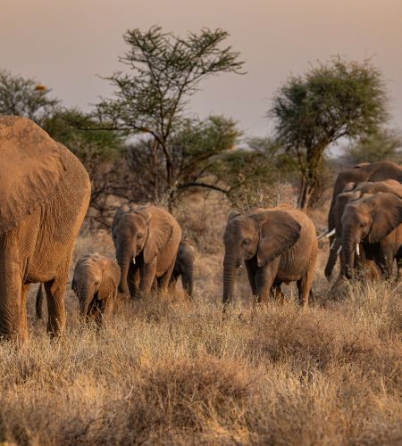 Elefanten im Samburu ( Foto: Florian Kälber )