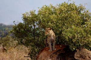 Samburu Leopard