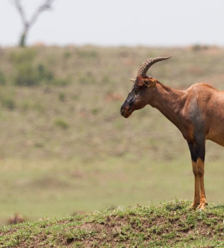 Topi im Akagera Nationalpark