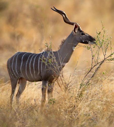 Kudu im Ruaha