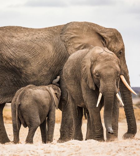 Elefanten im Amboseli