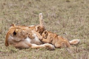 Löwen in der Serengeti