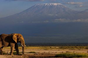Elefant im Amboseli