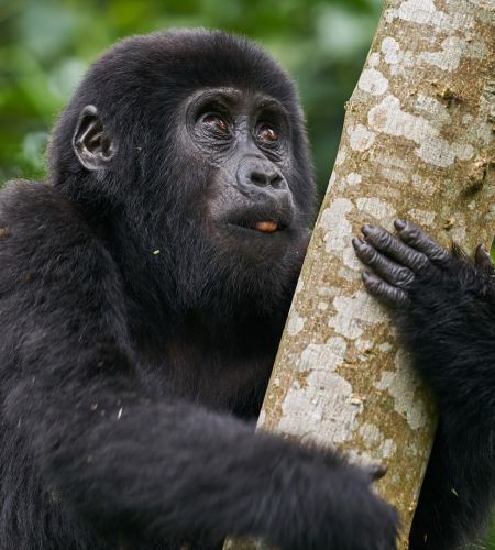 Babygorilla im Bwindi Nationalpark