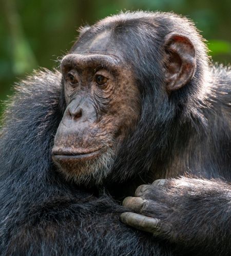 Schimpanse im Gombe Steam National Park