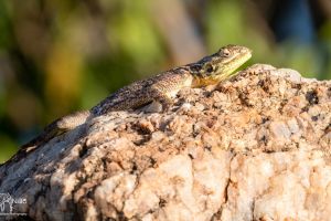 Reptil