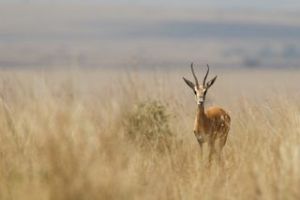 Grants Gazelle