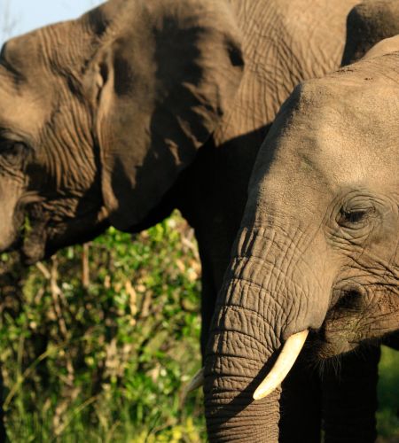 Elefanten Nahaufnahme