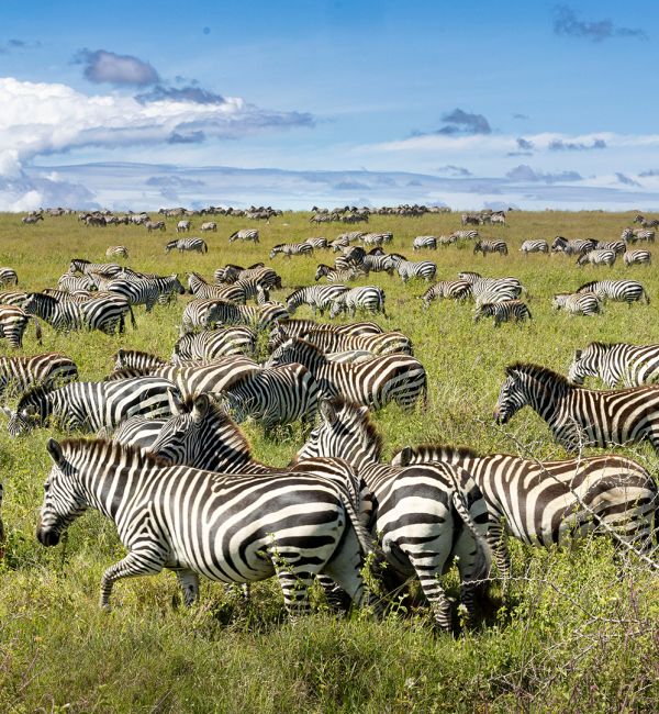 Fotosafari Tansania - Highlights des Nordens mit Reiner Harscher
