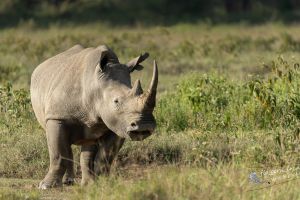 Nashorn