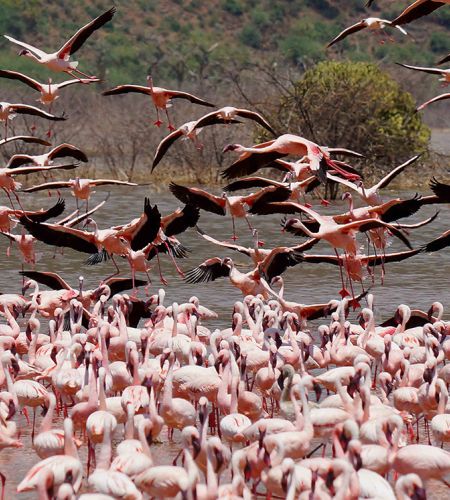 Flamingos am Lake Manyara Nationalpark