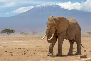 Elefant im Amboseli