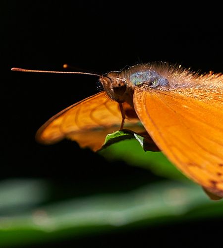 Schmetterling im Udzungwa Mountains Nationalpark