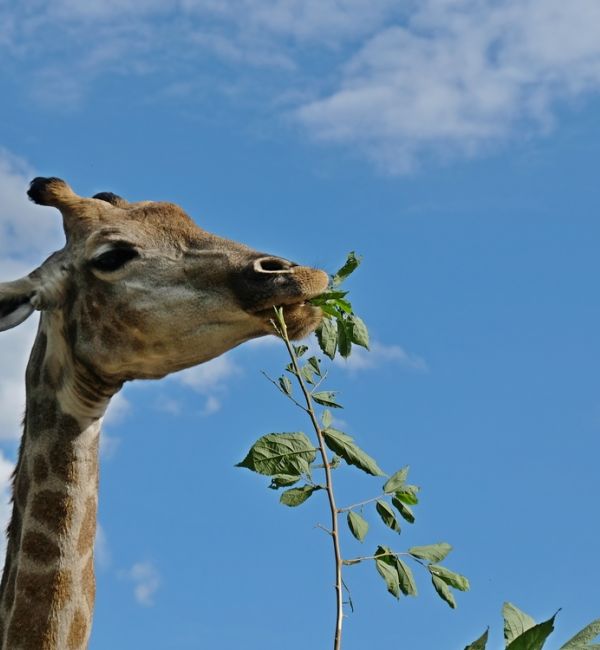 Simbabwe´s Schönheiten