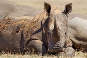 Ziwa Rhino