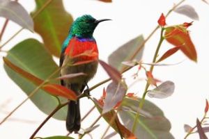 Vogelbeobachtung Uganda