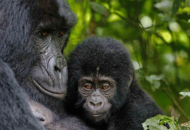Berggorilla in Uganda
