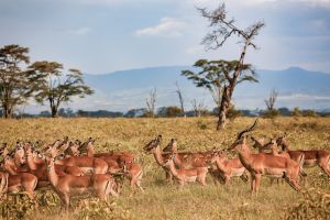 Antilopen im Lake Nakuru