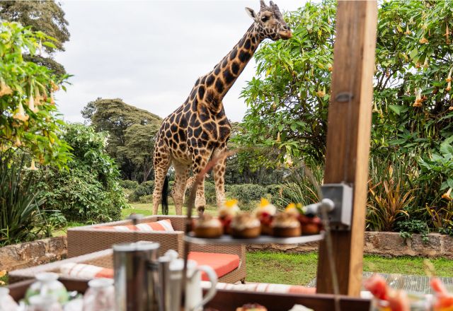 Masai Mara und Serengeti Safari