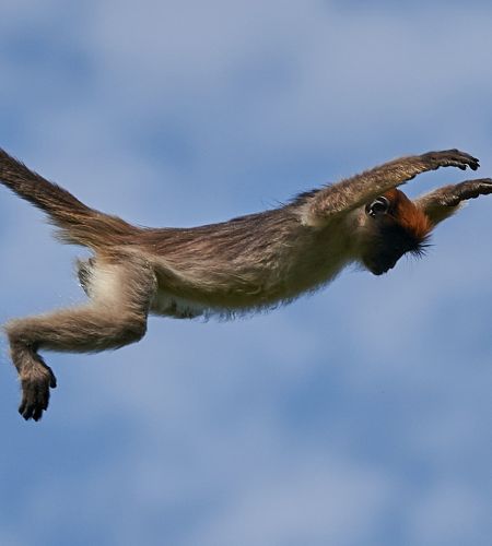 Affe im Kibale Nationalpark