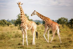 Giraffen