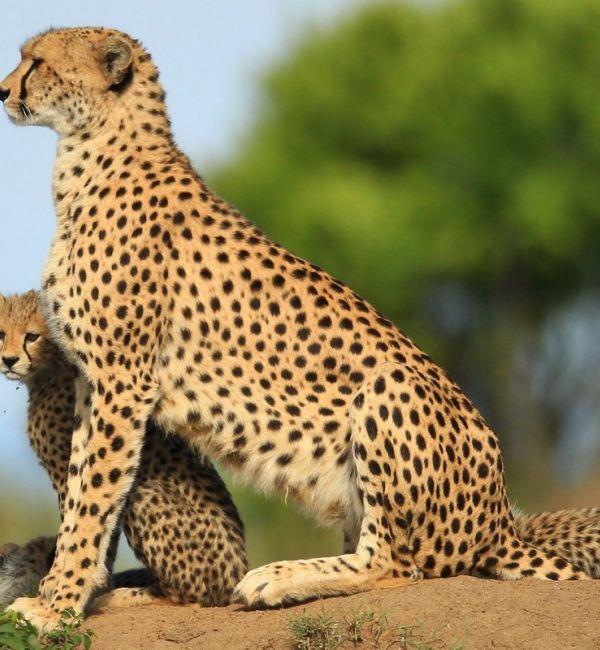 Kenia Ultimate Safari