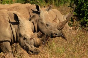 Nashörner