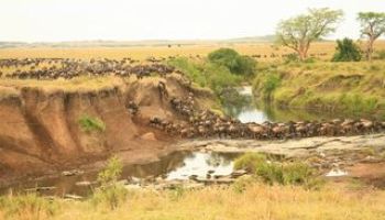 Flussüberquerung Serengeti