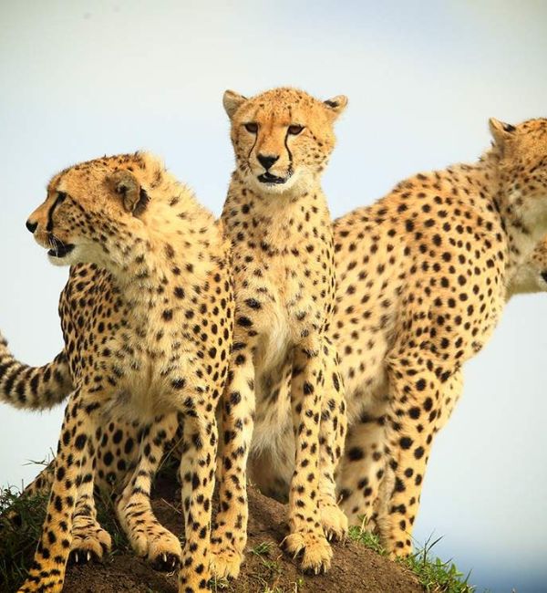 Gruppenreise Kenias Schönheiten