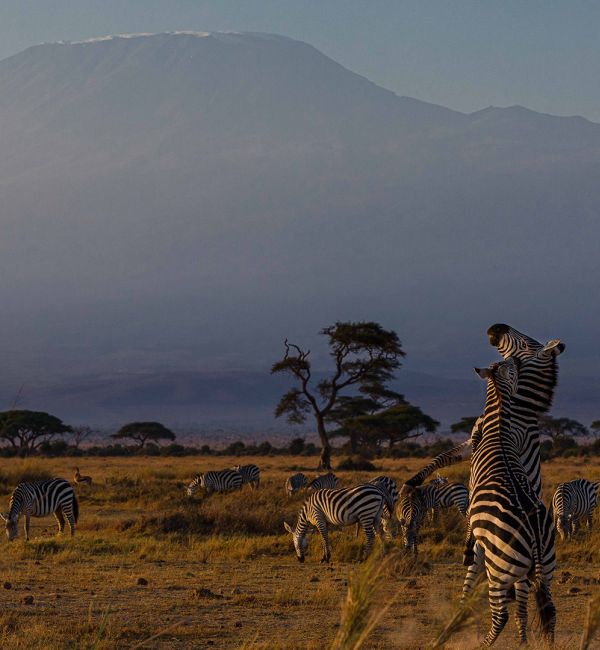 Kilimanjaro im Amboseli Nationalpark