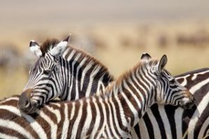 Zebras