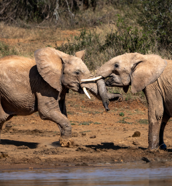 Auf dem Pfad der afrikanischen Elefanten
