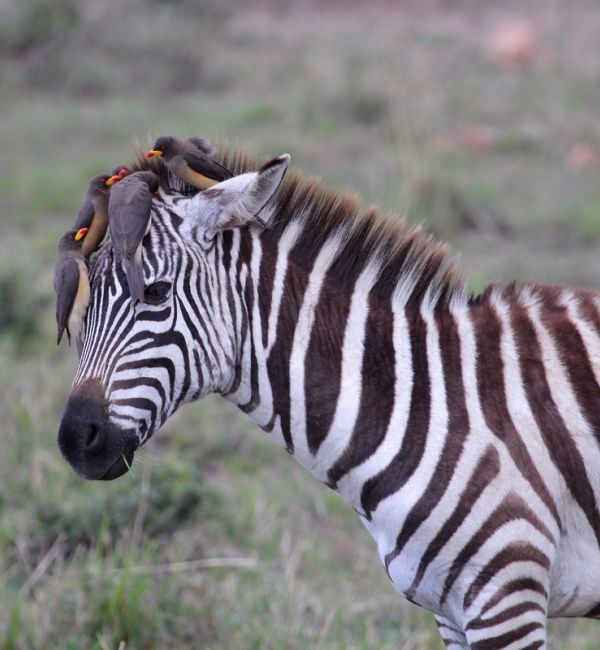Zebras in der Masai Mara