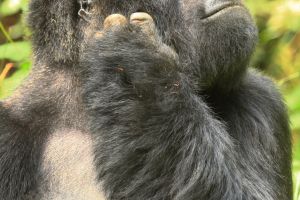 Gorilla Ruanda
