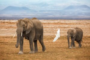 Amboseli Kilimanjaro mit Elefanten im Vordergrund